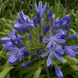 Agapanthus Brilliant Blue