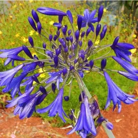 Agapanthus umbellatus Blue - Africanus