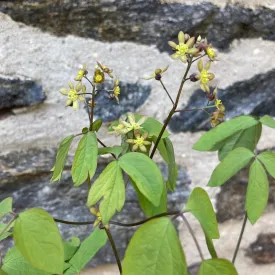 Blue Cohosh - Caulophyllum thalictroides