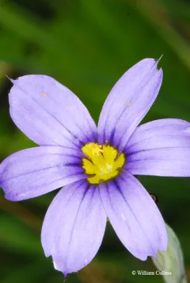 Blue-Eyed Grass – bundle of 5 bareroot plants