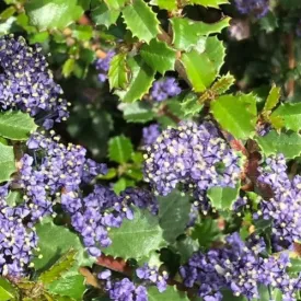 Ceanothus gloriosus var. exaltatus Emily Brown