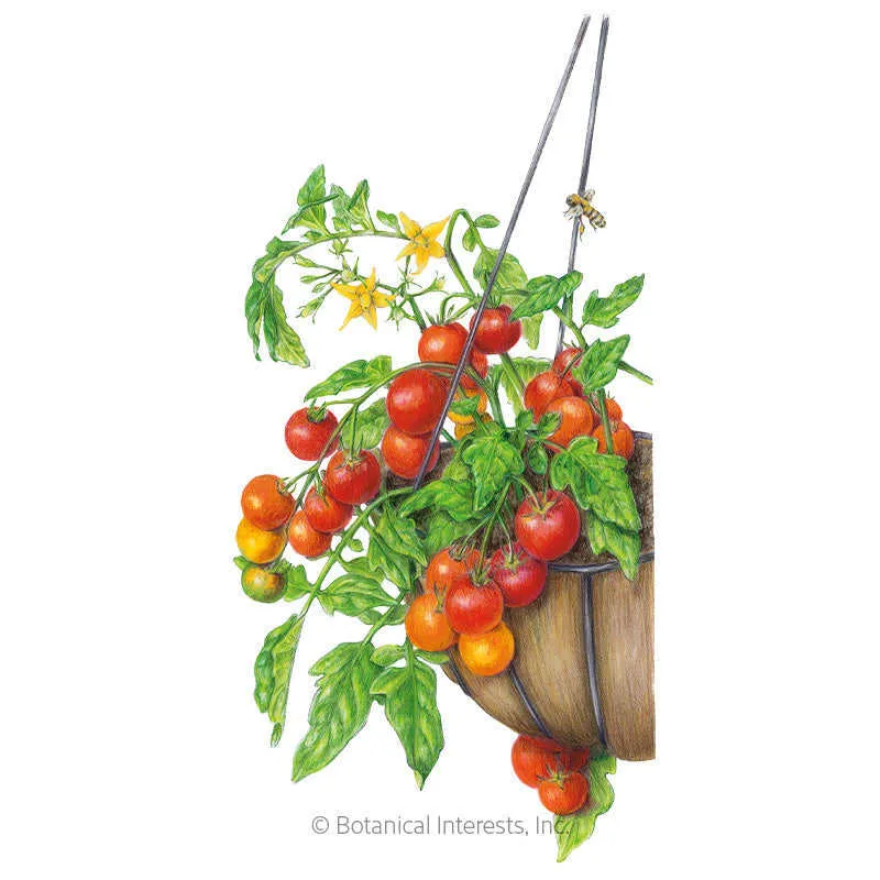 Cherry Falls Bush Cherry Tomato Seeds